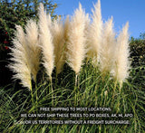 White Pampas Grass Plants - Cortaderia Selloana - Potted Fully Rooted Live Clump Pampas Grass