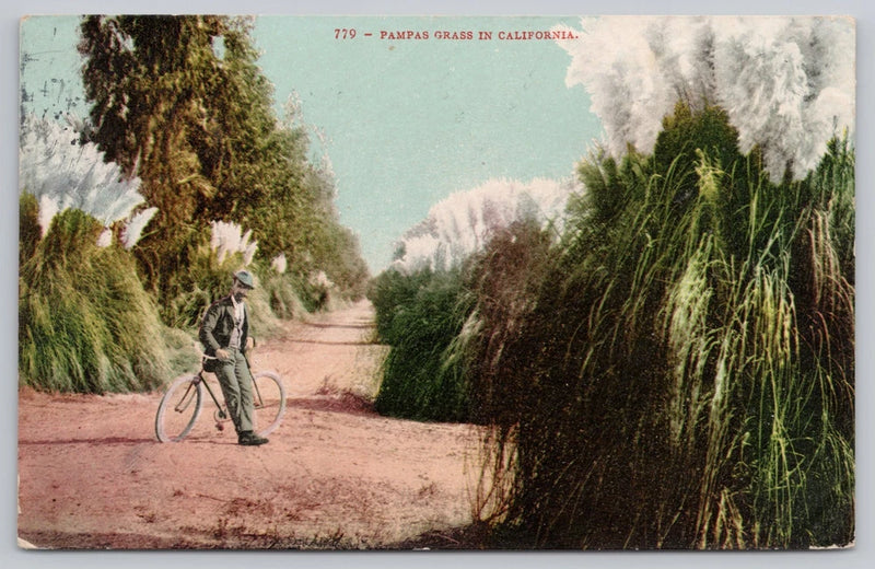 Pampas Grass in California Bicycle Postcard Pampas Grass