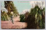 Pampas Grass in California Bicycle Postcard Pampas Grass