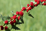 100 STRAWBERRY STICKS / SPINACH Chenopodium Foliosum Fruit Berry Seeds *Comb S/H Flowering Plants