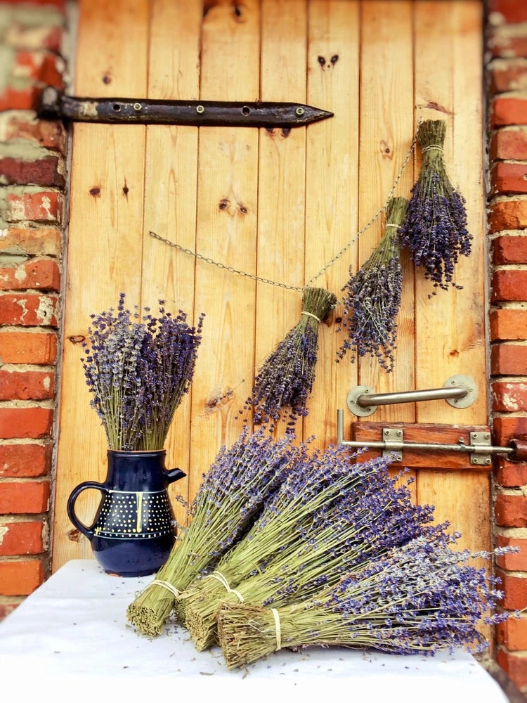 Dried lavender flower bouquet with three tied purple bunches, bundled with twine