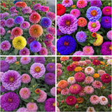 1000+ Crazy Blend Zinnia Seeds for Planting Non-Gmo Mixed Color Zinnia Flowers S Flowering Plants