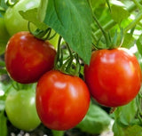 GLACIER TOMATO SEEDS 50+ DETERMINATE COOL season VEGETABLE GARDEN FREE SHIPPING Garden Plants