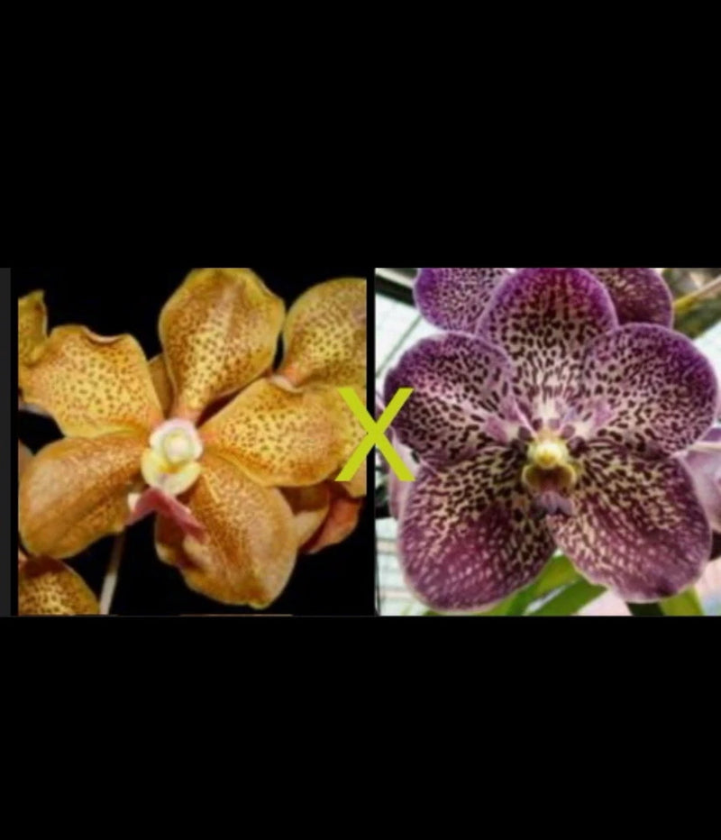 Vanda orchid plant with yellow and purple speckled blossoms