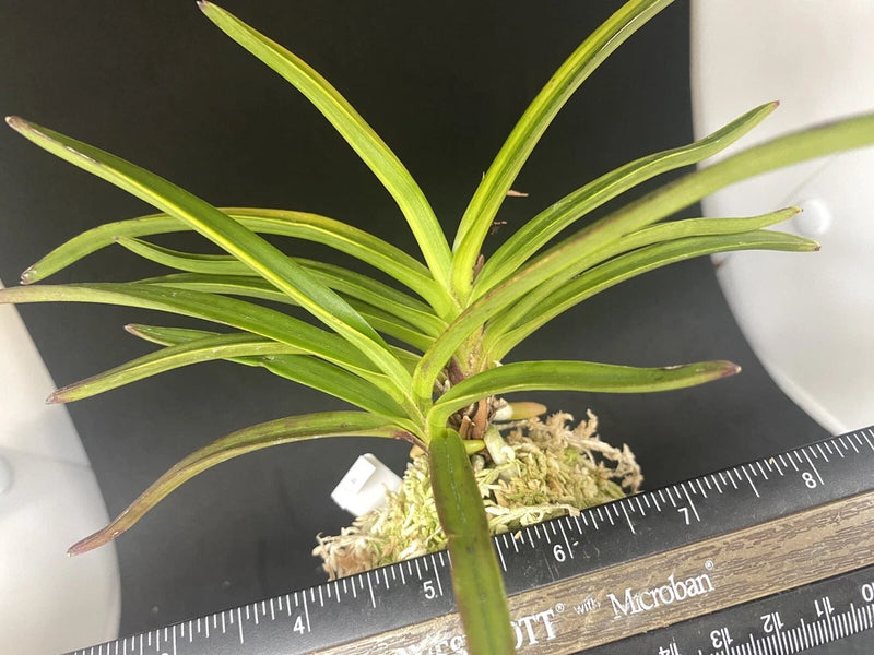 (BIN)Neofinetia falcata(japaneseorchids)stripe/SHUKOU-NISHIKI ___ Orchids