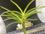 (BIN)Neofinetia falcata(japaneseorchids)stripe/SHUKOU-NISHIKI ___ Orchids