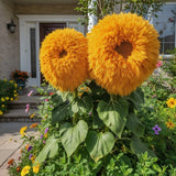 100 Giant Teddy Bear Sunflower Seeds Ð Huge Fluffy Golden Blooms Sunflower