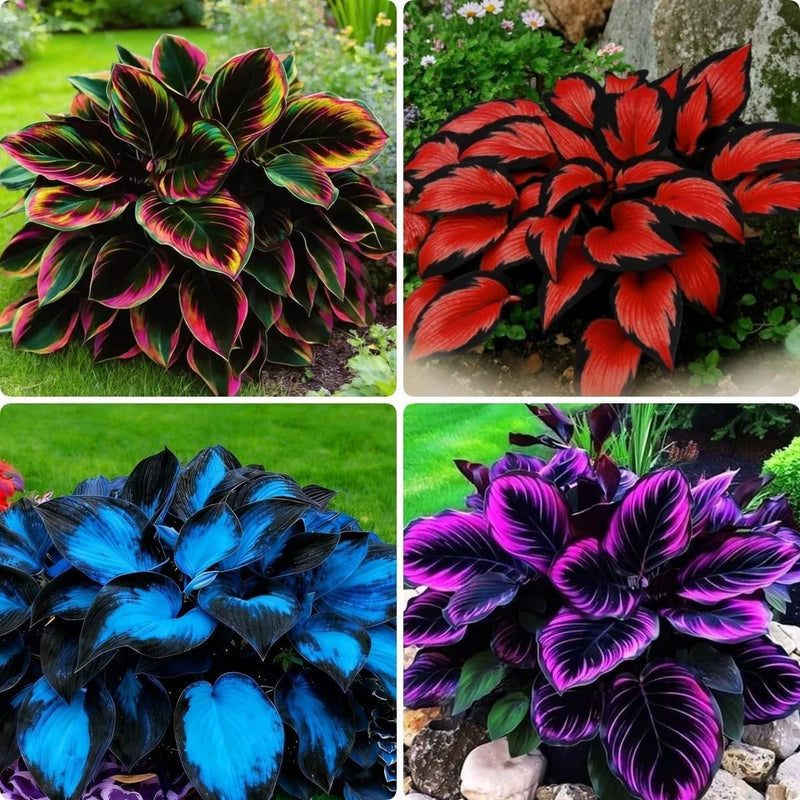 180 Variegated Hosta Seeds - Perennial Shade Garden Plant for Your Yard Garden Plants