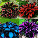 180 Variegated Hosta Seeds - Perennial Shade Garden Plant for Your Yard Garden Plants