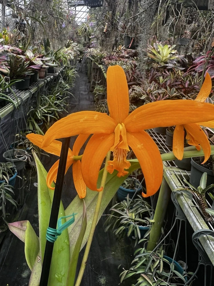 Orange star orchids: long green stems with vivid orange five-petal blooms in pot