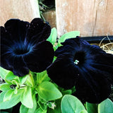 300PCS Black Petunia Seeds for Planting,Dwarf Wave Petunia Flowers Seeds to Plan Flowering Plants
