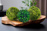 Bergamo Art Box of 3 Preserved Decorative Boxwood and Cockscomb Topiary Balls Green Plant