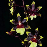 Orchid Plant 12  plants division not perfect no ID plus extra Orchids