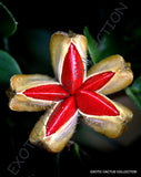 EXOTIC LIGNUM VITAE GUAIACUM @ sanctum lathe hard wood bonsai rare seed 10 seeds Orchids