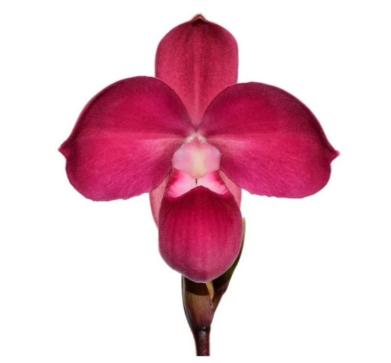 Raspberry red orchid flower with three broad petals and a central lip