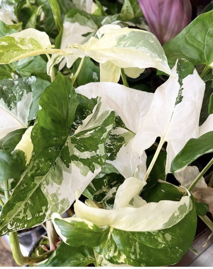 Variegated Syngonium plant with white and green leaves