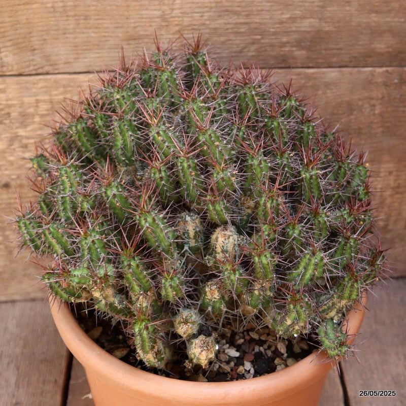D4392 EUPHORBIA PHILLIPSIAE pot22-H22-W29 cm MaMa Cactus Green Plant