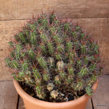 D4392 EUPHORBIA PHILLIPSIAE pot22-H22-W29 cm MaMa Cactus Green Plant