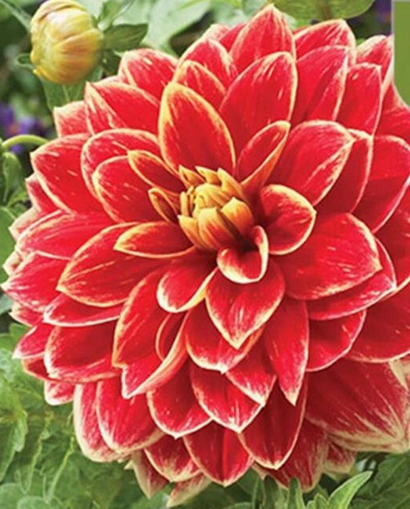 20 SEEDS for Red/Yellow Tip DAHLIA rare flower exotic garden plant USA Seller Garden Plants