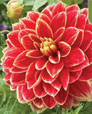 20 SEEDS for Red/Yellow Tip DAHLIA rare flower exotic garden plant USA Seller Garden Plants