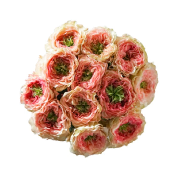 Cluster of pink and cream rose blooms with green centers