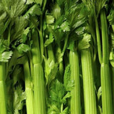TENDERCRISP CELERY SEEDS 2000+ VEGETABLE garden NON-GMO Apium graveolens Garden Plants