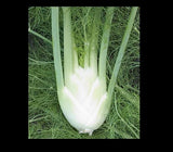 Florence Fennel Seeds Anise Aroma hardy perennial herb Landscape Flower Licorice Flowering Plants