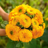 Sunflower Seeds Flower Seeds Four Seasons Easy to Plant Ornamental Type Outdoors Sunflower