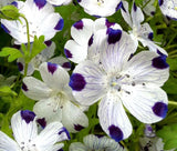 FIVE SPOT Nemophila Maculata - 1,000 Bulk Seeds Garden Plants
