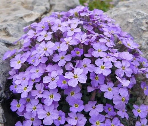 ROCK CRESS PURPLE Aubrieta Deltoidea - 200 Seeds Garden Plants