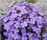 ROCK CRESS PURPLE Aubrieta Deltoidea - 200 Seeds Garden Plants