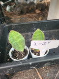 Baby Sansevieria Masoniana Whale Fin Snake Plant 2-3"  rooted Green Plant