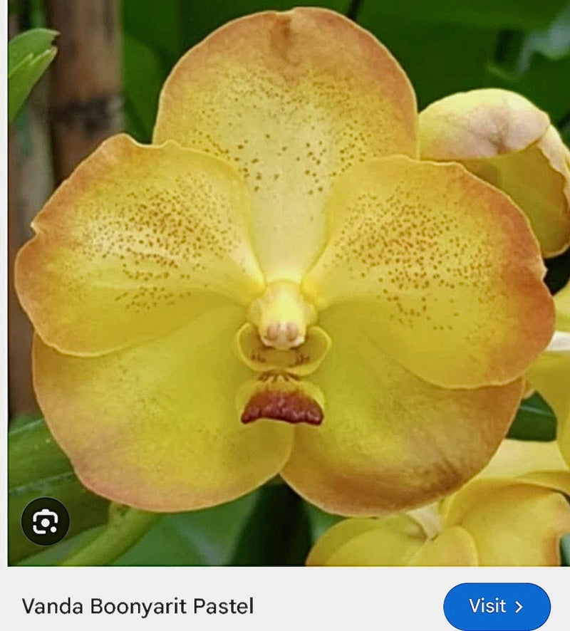 Yellow orchid blossom with soft petals and central lip detail