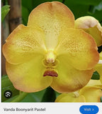 Yellow orchid blossom with soft petals and central lip detail