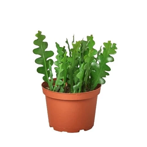 Orchid cactus plant with green zigzag stems in terracotta pot