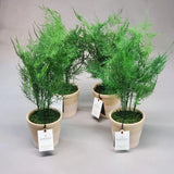 Hearth & Hand with Magnolia 4PK of 8.5"X22" Faux Fern Potted Plants 324-00-0705 Green Plant