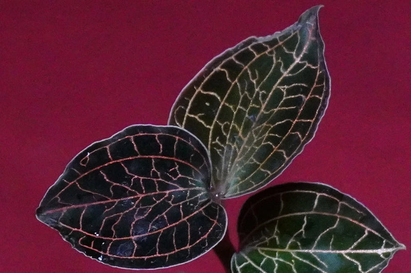 Jewel orchid plant with three dark green veined leaves