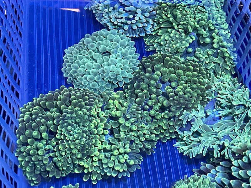 Green Bubbletip Anemone, Saltwater Live Coral Invertebrates (1) Island Import Anemone