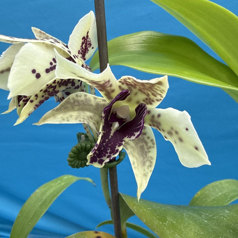 White orchid flowers with deep purple speckles and green leaves on a stem