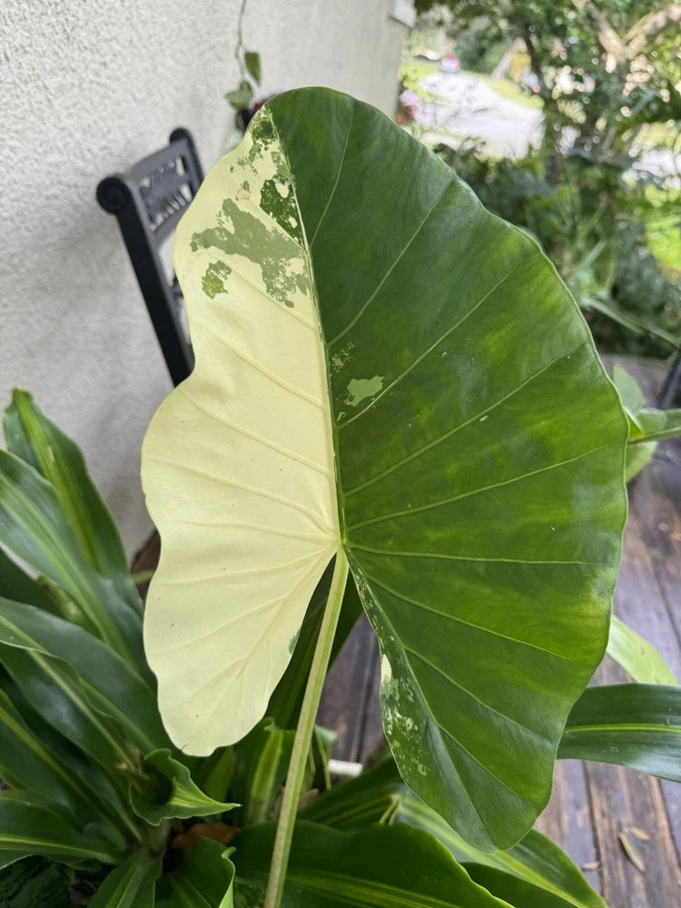 Variegated Alocasia odora houseplant with large heart-shaped green and cream leaves