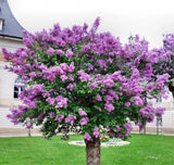 2 Old Fashion Lilac Shrubs Beautiful Fragrant Lavender Blooms Live Plants Garden Plants