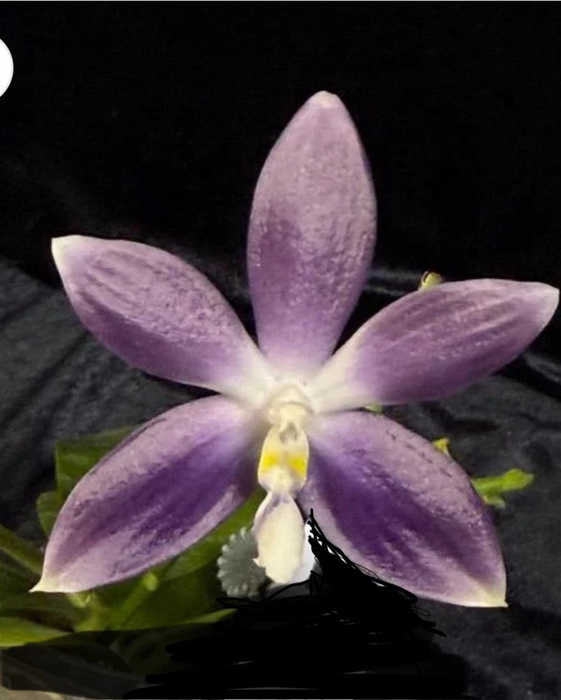 Lilac and purple orchid flower with white lip and yellow center