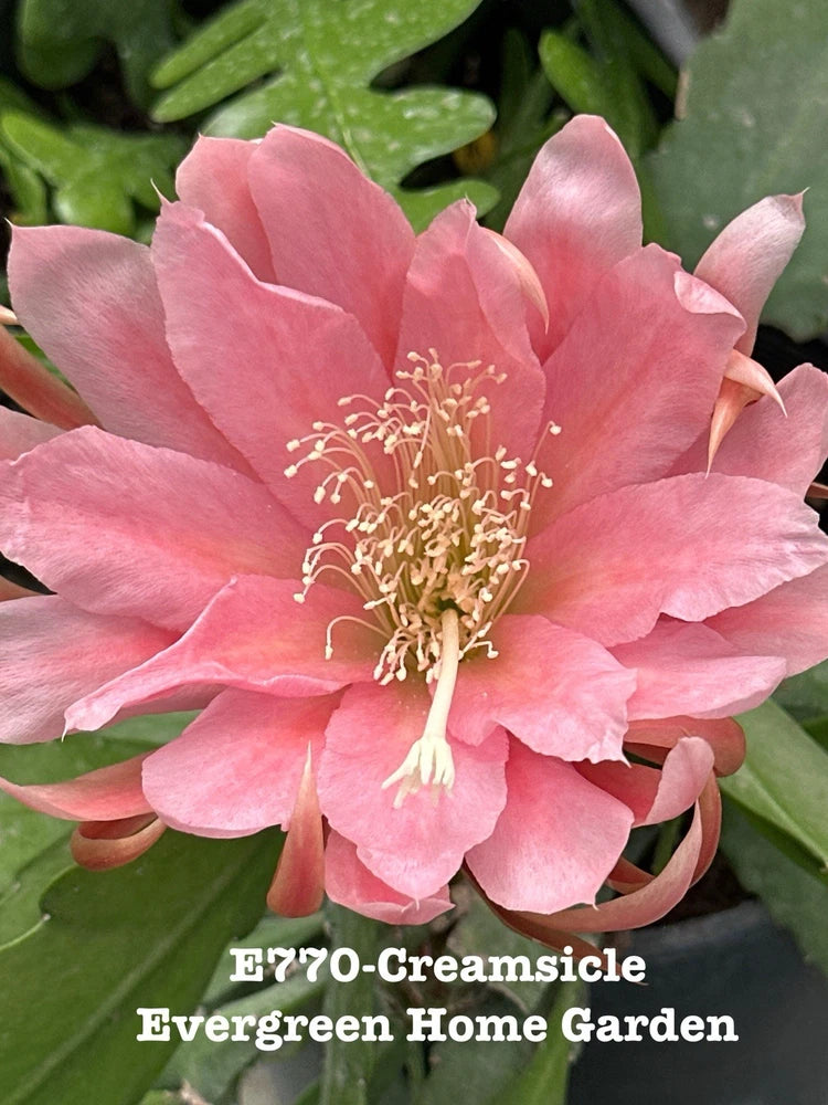 Pink orchid cactus flower in a small starter pot