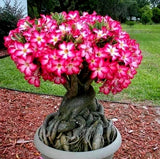 Pink Desert Rose Live Starter Plant - Ship No Pot - Adenium Obesum Plant Flowering Plants