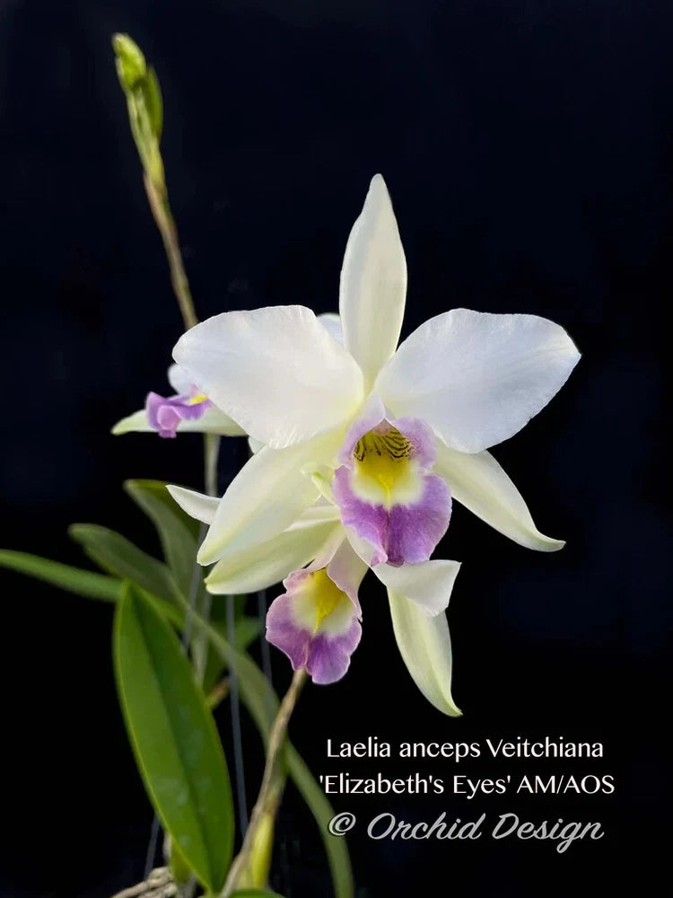 White Laelia orchid with purple center lip, three petals and long green stem