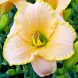 5 BRIDGETON DIAMOND DAYLILY SEEDS -   Hemerocallis 'Bridgeton Diamond' Garden Plants