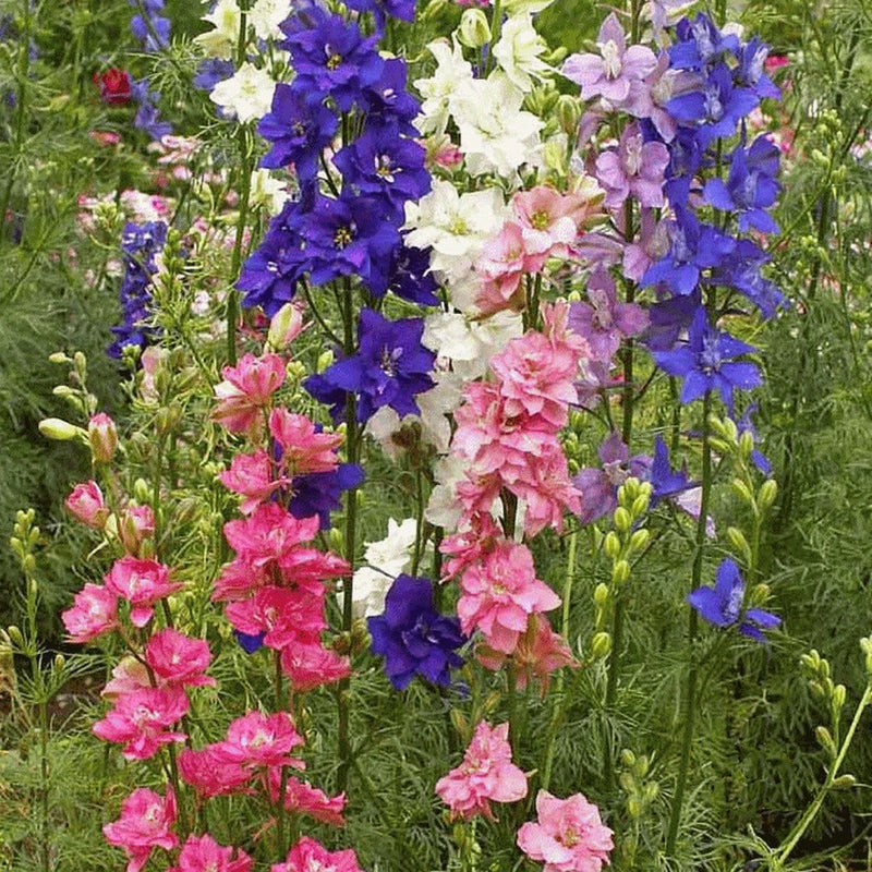 Larkspur Seed fresh for this year . 200 seeds Ranunculus
