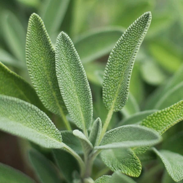 Live sage herb plant with fuzzy green leaves