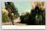 Pampas Grass in California Man Taking Break on His Bicycle Postcard Pampas Grass