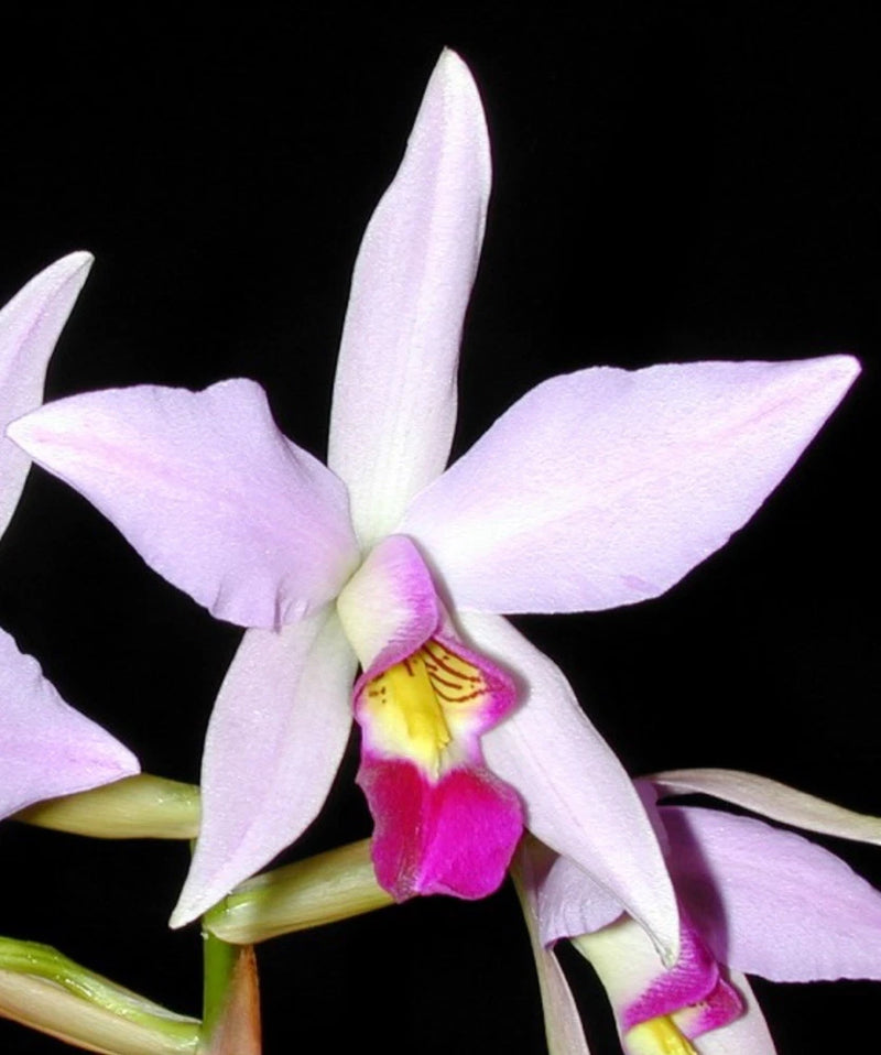 Lilac orchid flower with yellow center and pink throat detail
